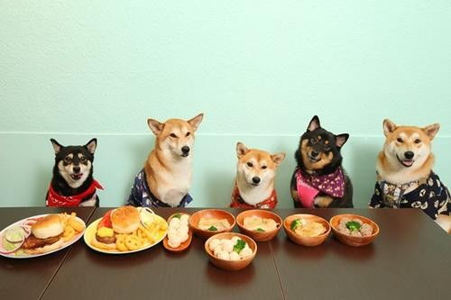 专业海运进口动物饲料清关与全球门到门宠物服务解决方案