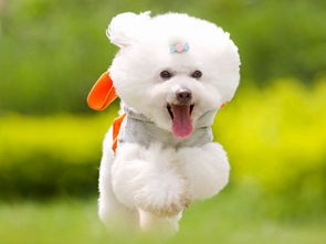 宠物服务新篇章 2017西安宠物博览会的深度聚焦