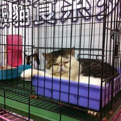 一站式宠物乐园 探秘宠物反斗城的全方位服务生态