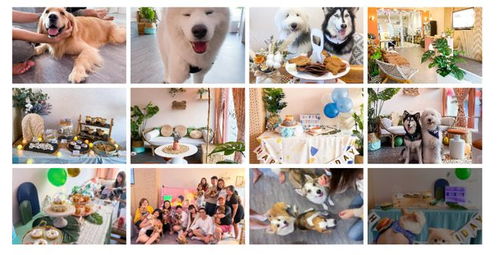 200块的狗蛋糕拿捏铲屎官，烘焙如何卷向宠物经济新蓝海？