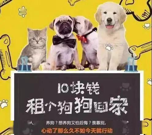 宠物租赁 新兴情感消费背后的迷思与隐忧