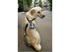 GPS宠物定位仪批发代理指南 张永华与深圳卫通达电子方案解析