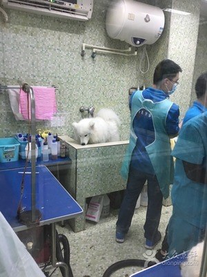 瑞鹏宠物医院（天府分院） 广州宠物的健康守护者